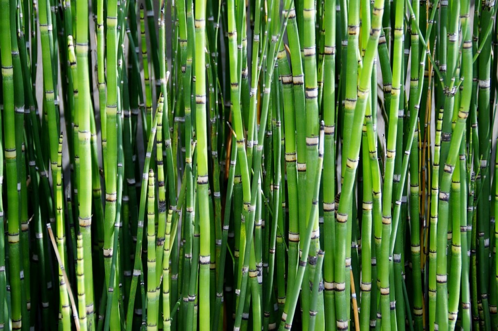 bamboo-800869_1280